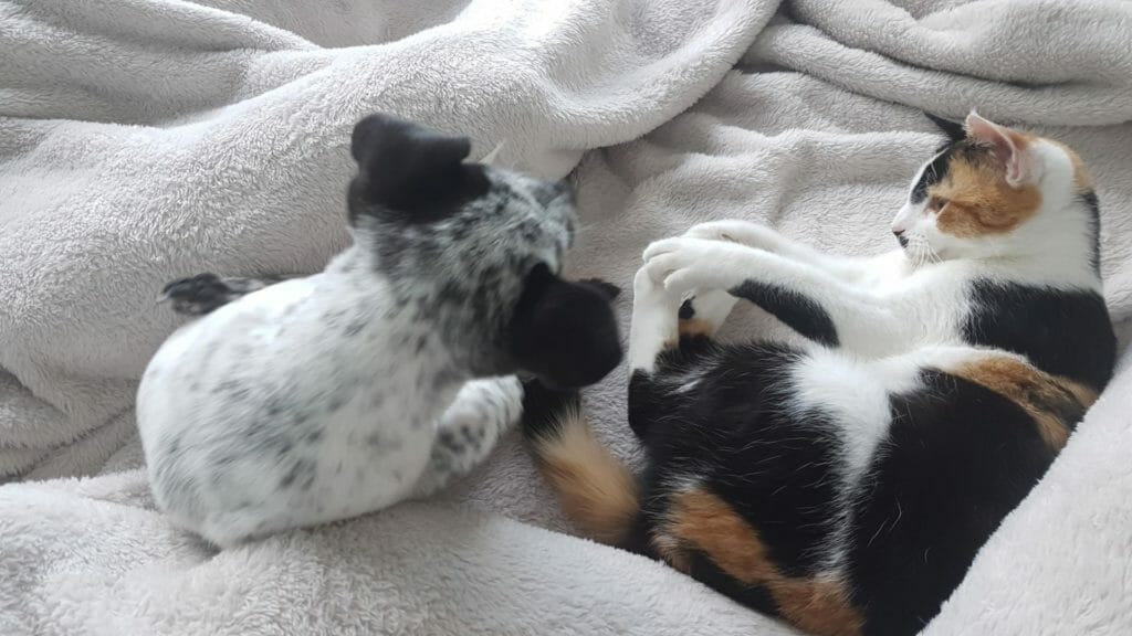 cat playing with dog