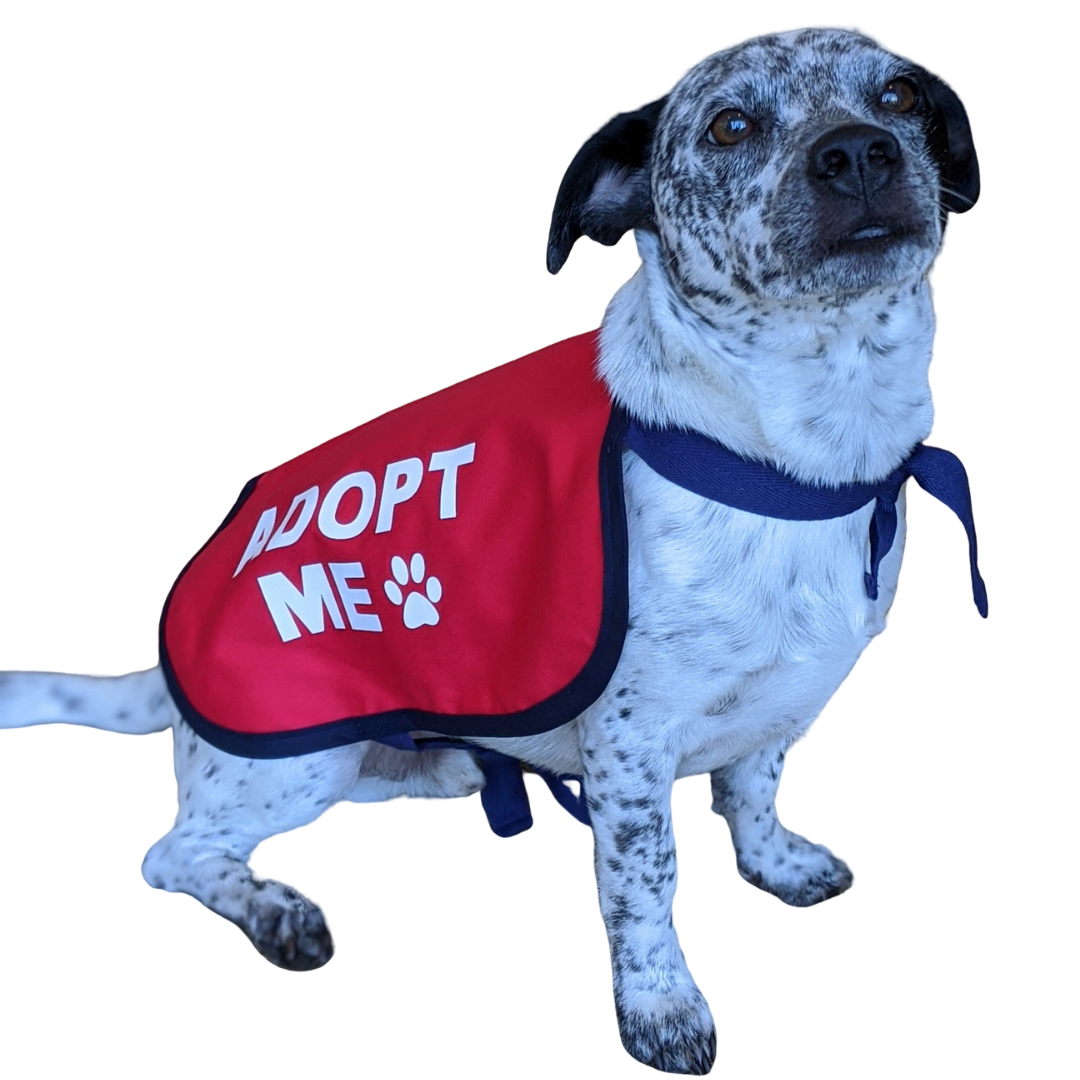  Dogline Adopt Me Vest Patches – Removable Adopt Me