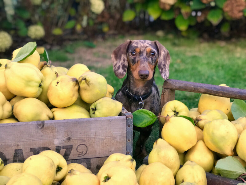 Can Dogs Eat Fruits?