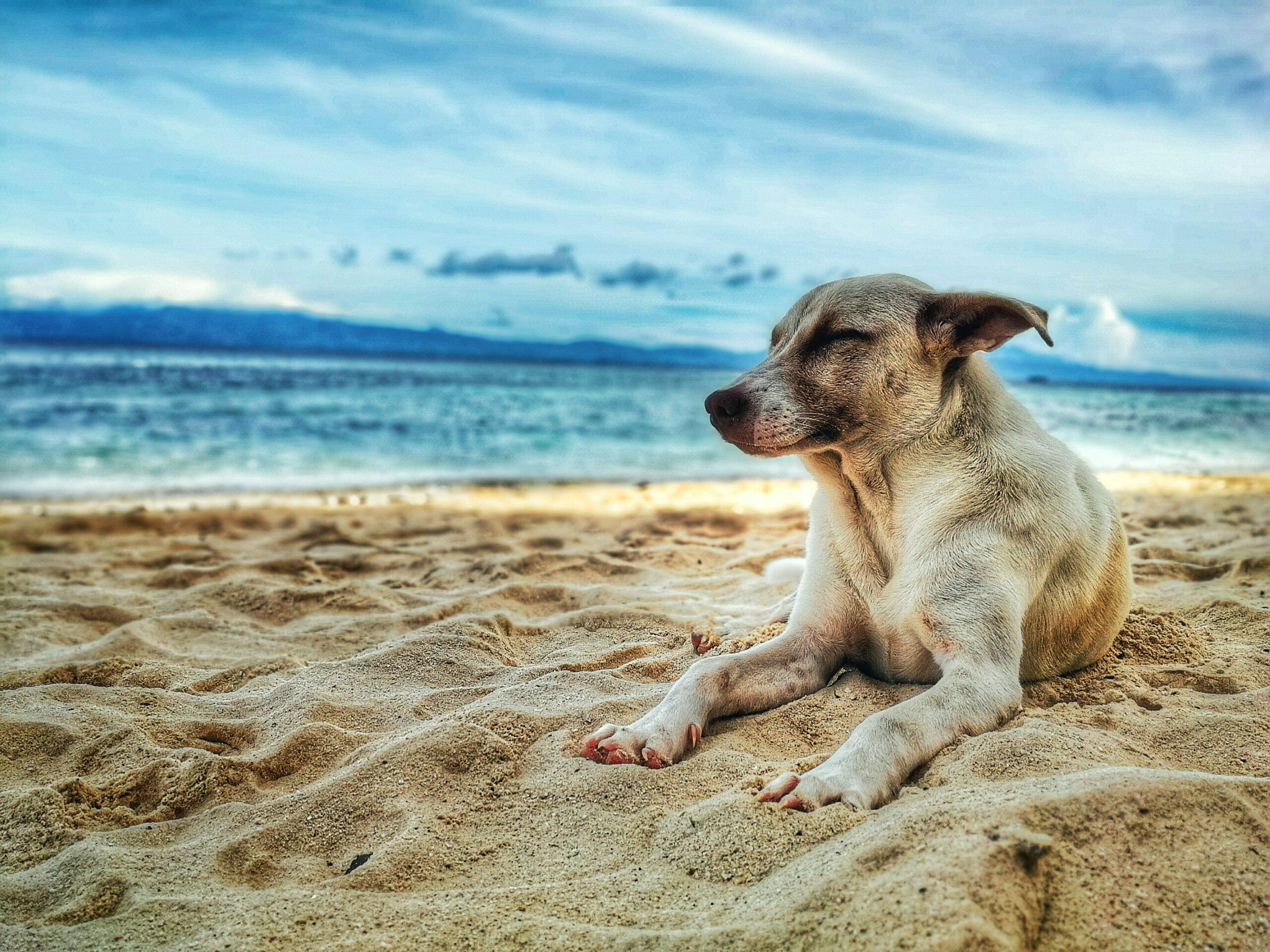 Sydney’s Best Dog-Friendly Beaches