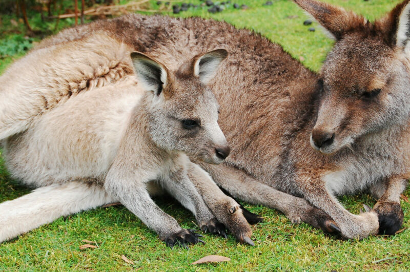 10 Ways to Help Wildlife Injured by Australian Bushfires