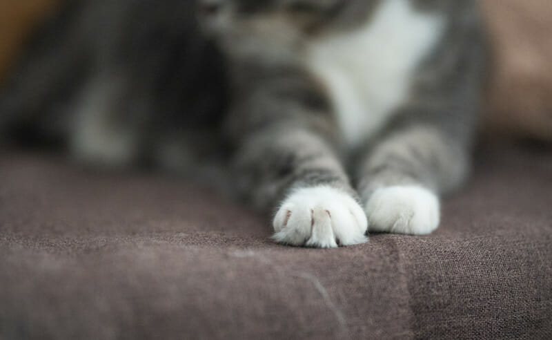 Canva Close Up Of Photo Of Cat Paw 