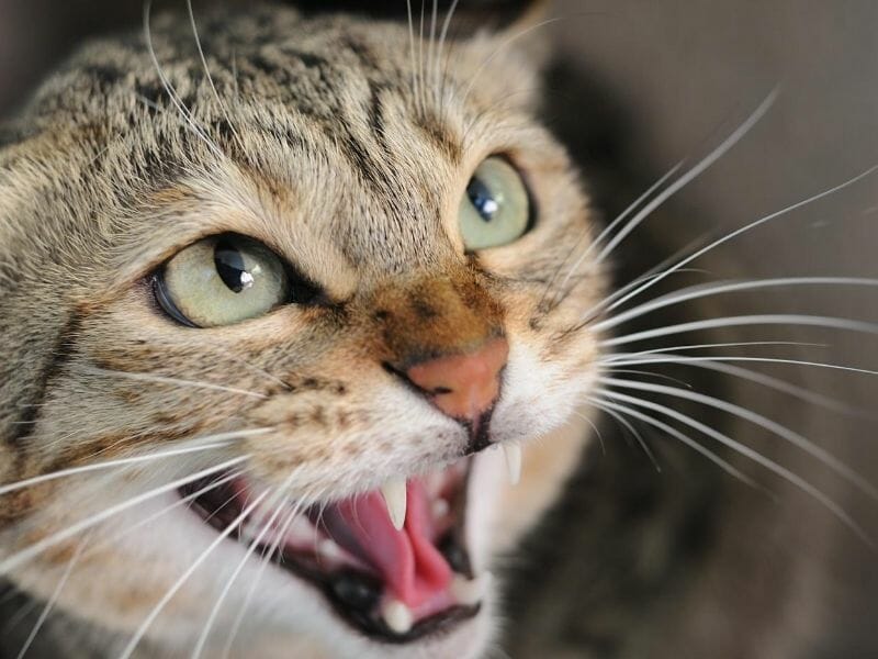 Why Do Cats Hiss? [9 Possible Reasons Why Cats Hiss]