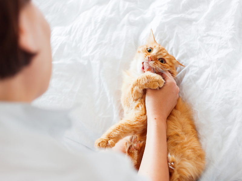 9 Reasons Why Your Cat Bites You (And How to Stop It)