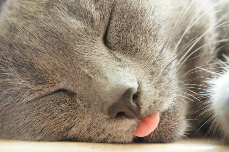 Why do cats stick out their tongue? (Discover 8 possible reasons!)