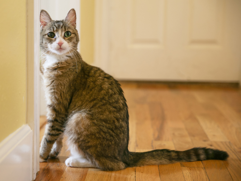 5 Ways to Keep Your Cat Out of a Room (Without Stressing Her Out)