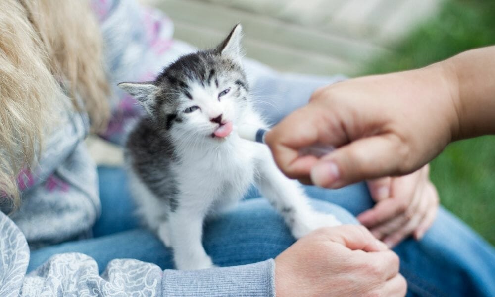 How to Syringe Feed a Cat