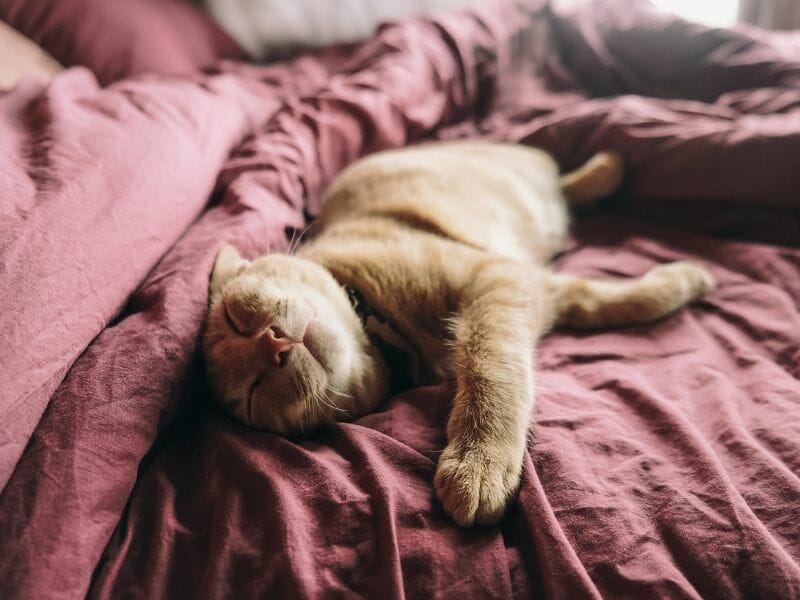 5 Ways to Prevent a Cat From Sleeping In Your Bed