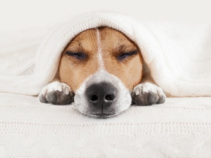 5 Ways to Prevent a Dog From Sleeping In Your Bed