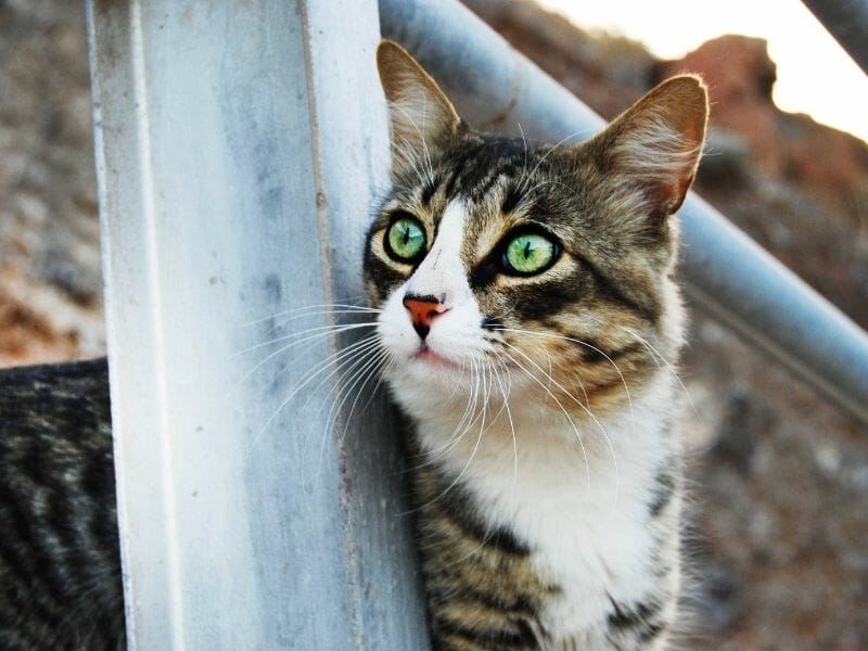9 Ways to Increase the Chances of Finding a Lost Cat
