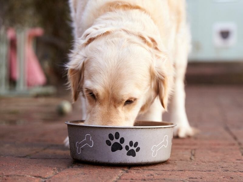 Buyer’s Guide: Slow Feeder Dog Bowls