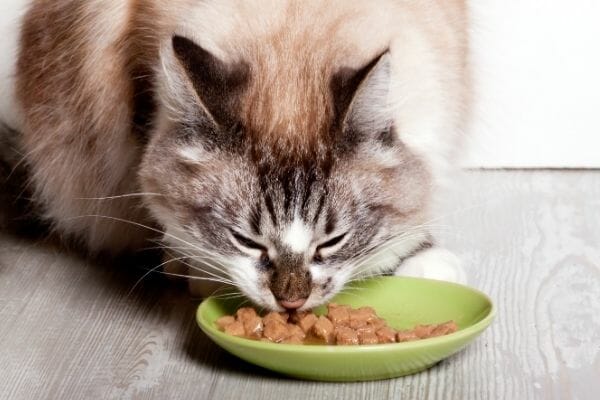 The Difference Between Kitten Food and Cat Food Waldo s Friends