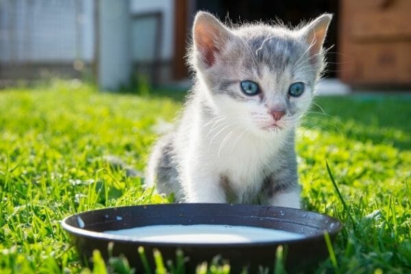 Can cats drink evaporated milk sale