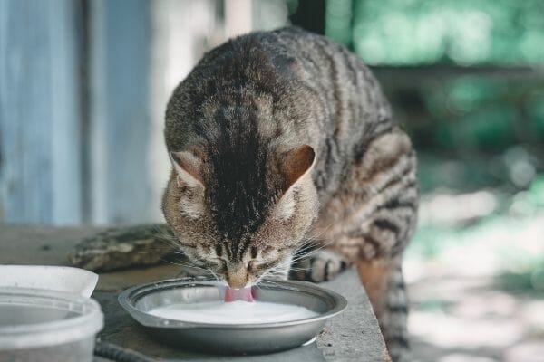 Can cats 2024 have evaporated milk