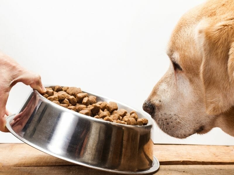 The Best Food to Feed an Elderly Dog