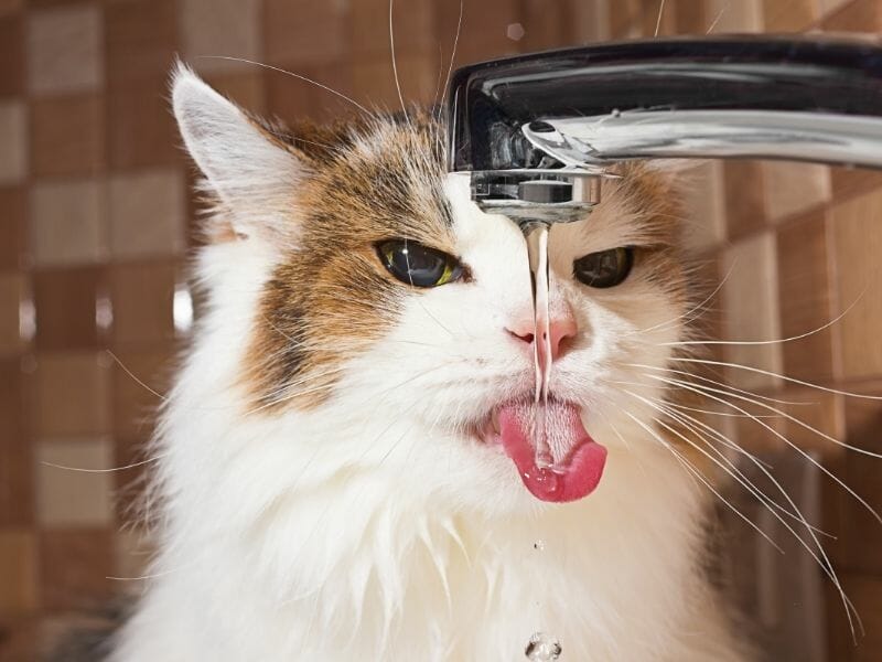 7 Possible Reasons Why Your Cat is Always Thirsty