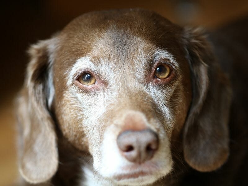 How Can I Tell if My Dog is a Senior? (6 Ways to Tell)