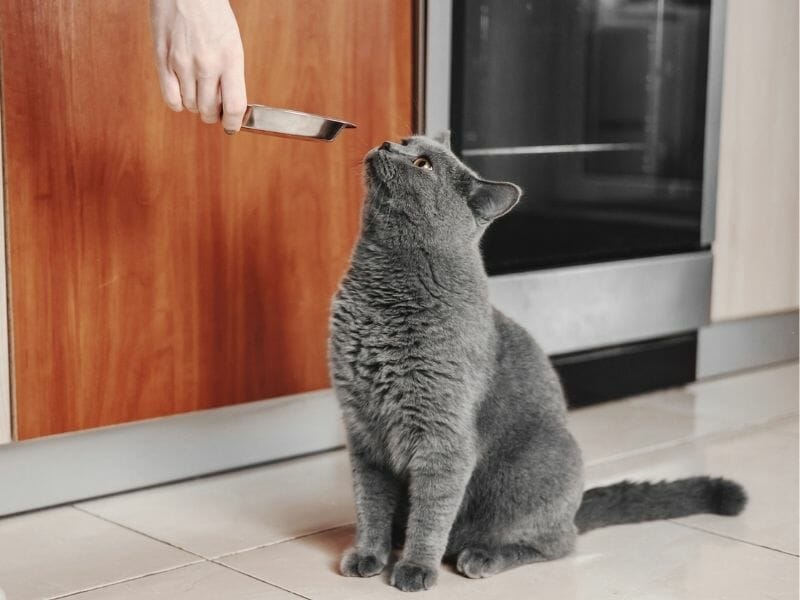 Why is My Cat Always Hungry? (We Share 7 Reasons!)