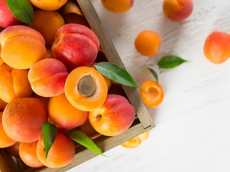Can Dogs Eat Apricots?