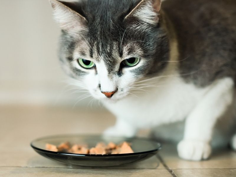 Why is my cat not eating? [We reveal 7 reasons!]
