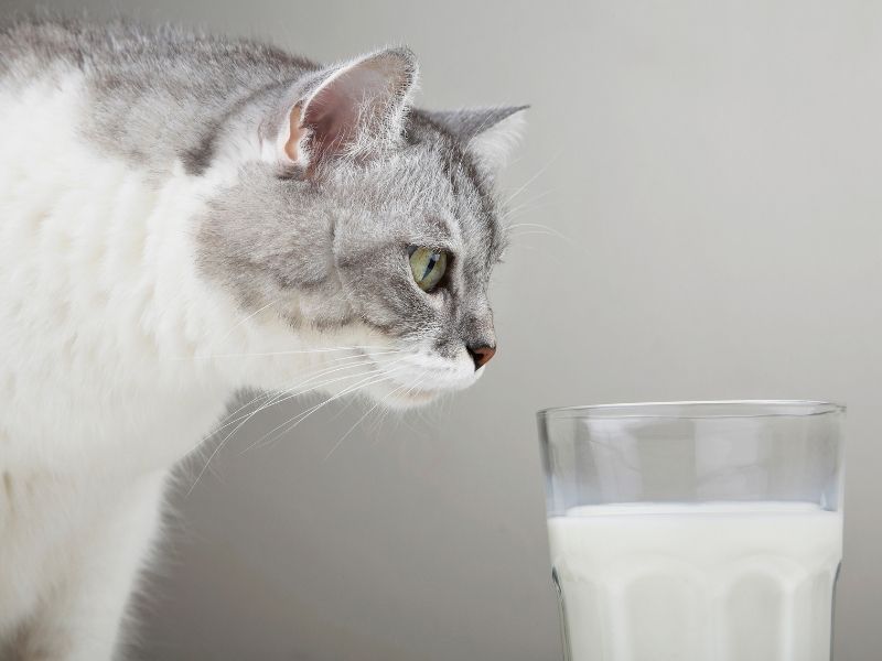 Can cats drink milk? We review 7 milk options!