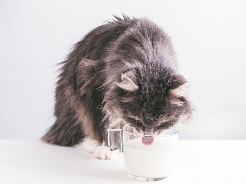 Can cats shop drink cashew milk