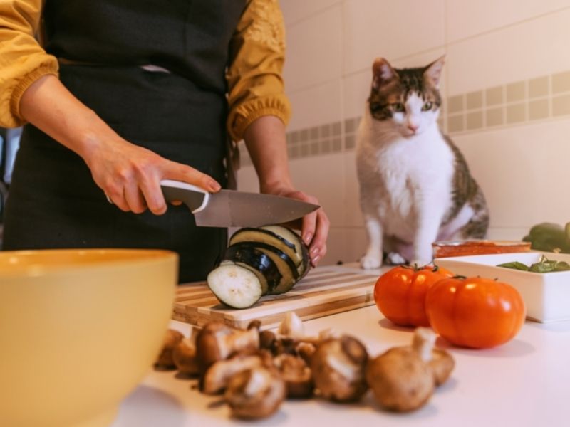 Which fruits and vegetables can your cat eat?