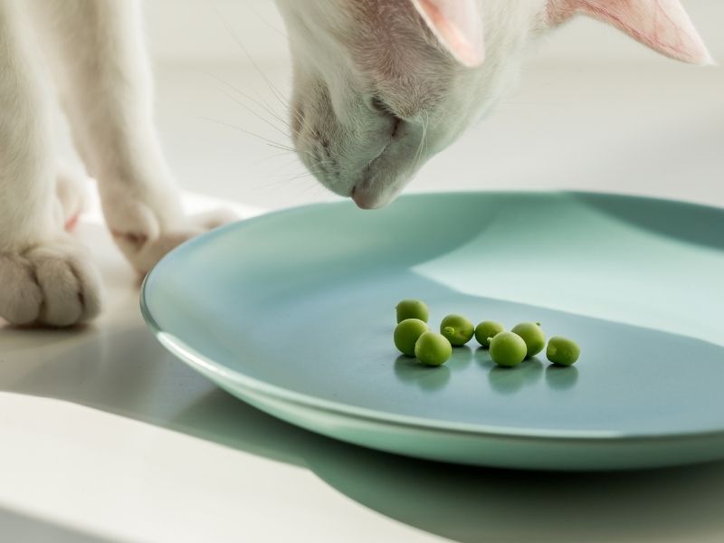 Which legumes and beans can your cat eat?