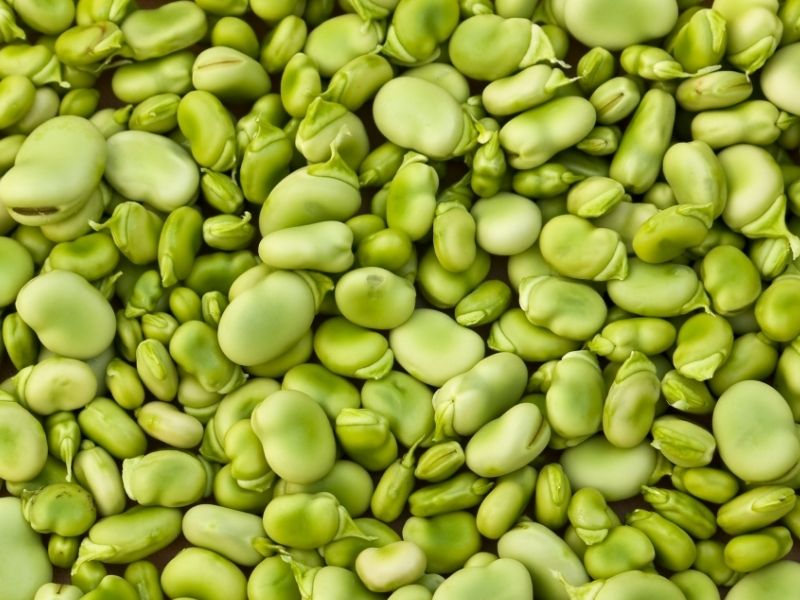 Can Cats Eat Lima Beans?