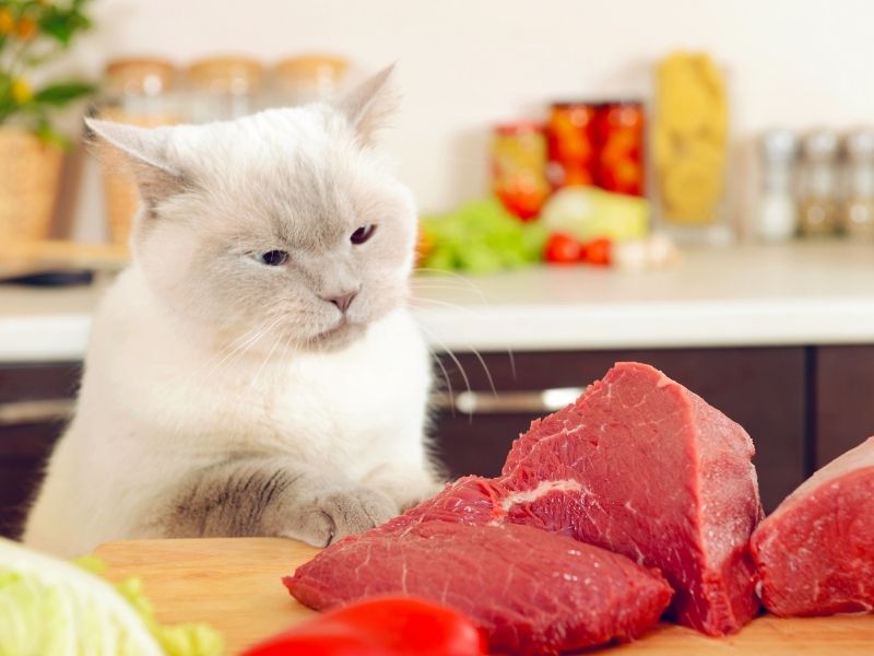 Which supermarket meats can your cat eat?