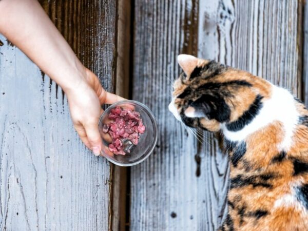 deli meat for cats