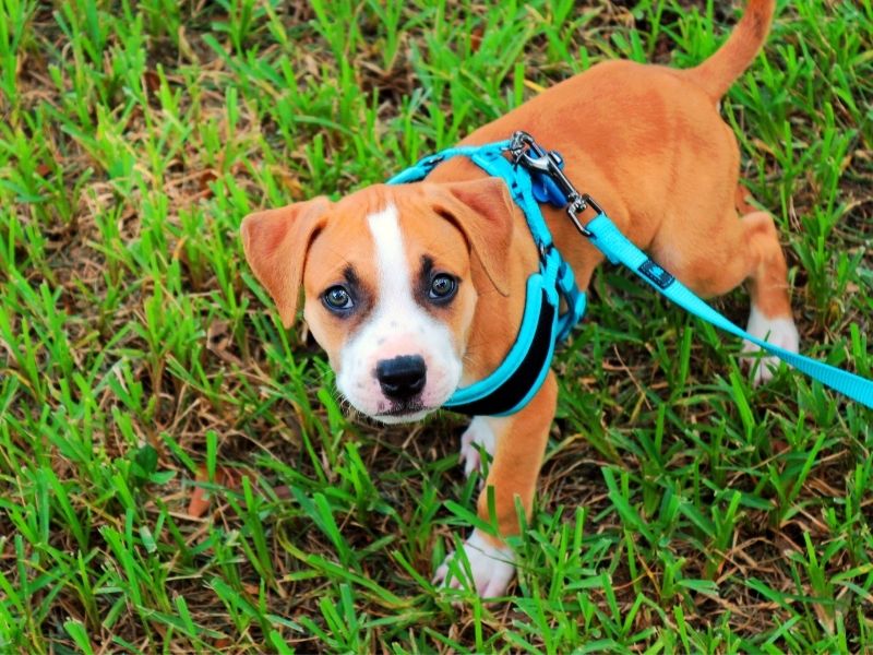Buyer’s Guide: 4 Types of Dog Harnesses