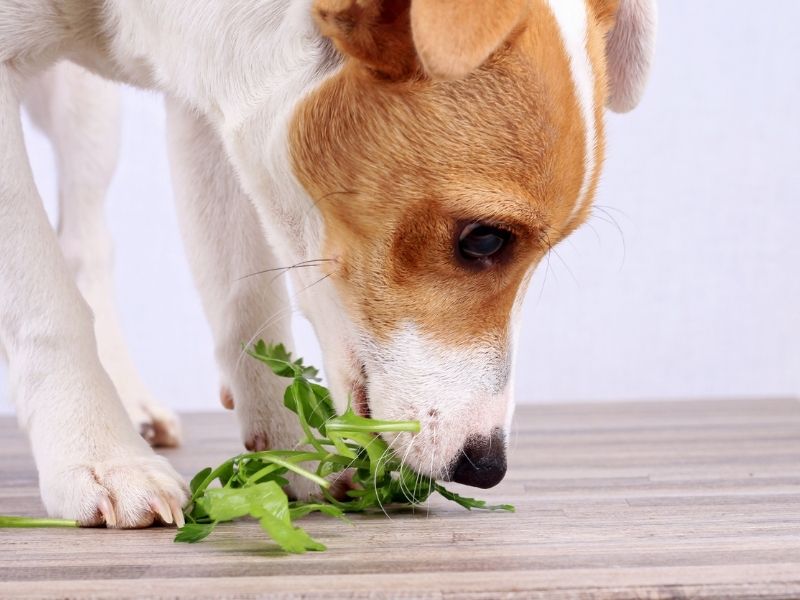 Can Dogs Eat Vegan Food? [We reviewed 12 options!]