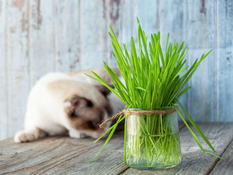 Can Cats Eat Ryegrass?