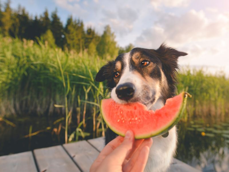 Which fruits and vegetables can your dog eat? [We reviewed over 60 options!]