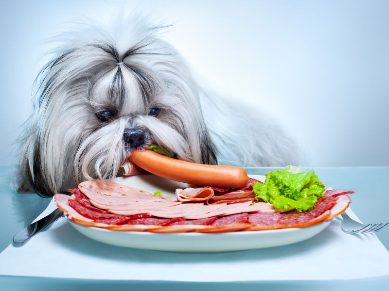 Which supermarket meats can your dog eat? [We explore 12 options!]