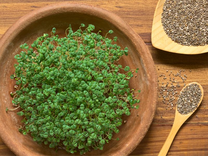 Can Cats Eat Chia Grass?