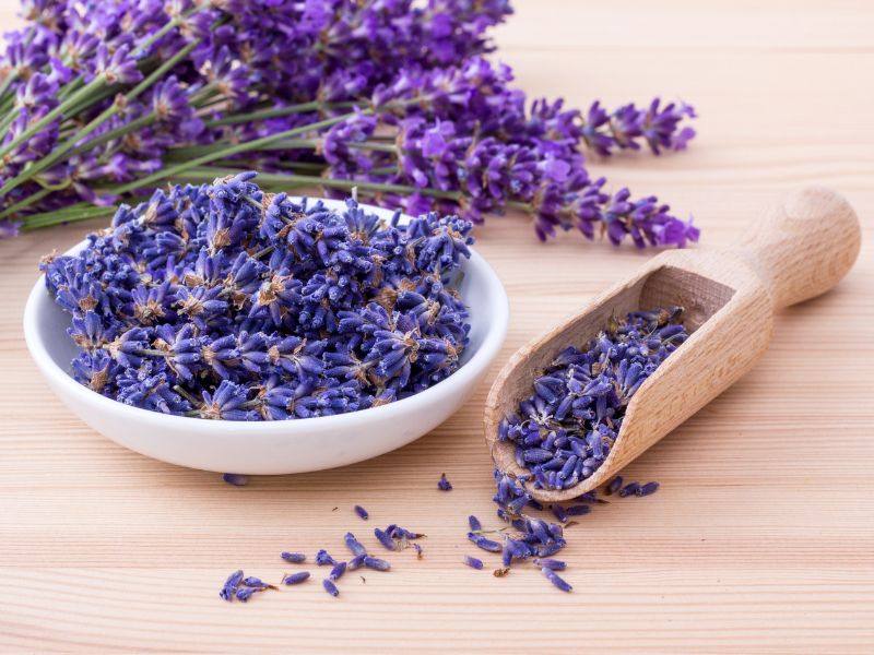 Can Cats Eat Lavender?