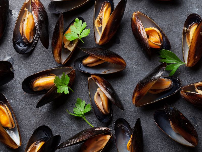 Can Cats Eat Mussels?