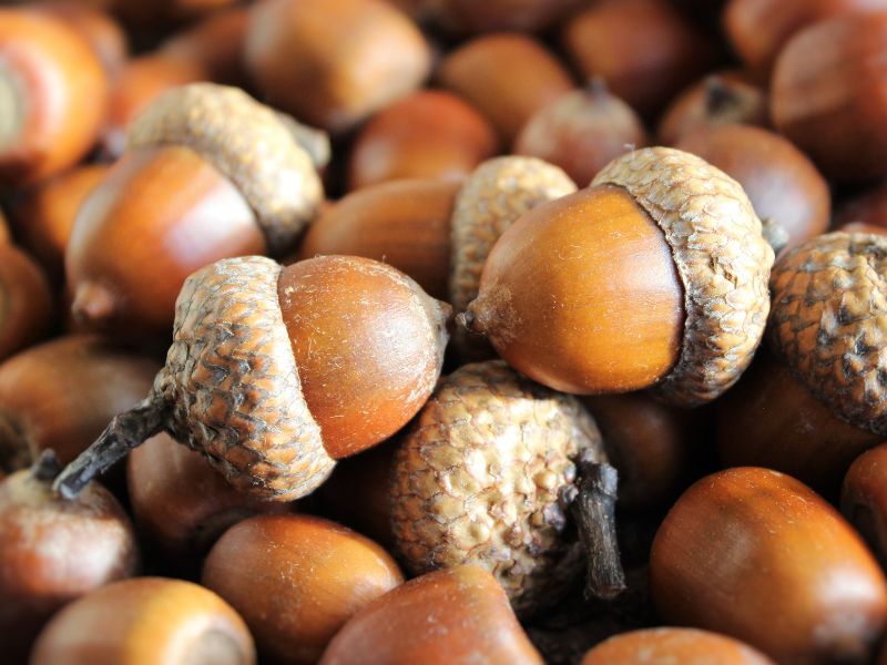 Can Dogs Eat Acorns?