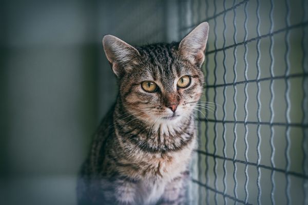A Guide to Fostering Cats in Adelaide | Waldo's Friends