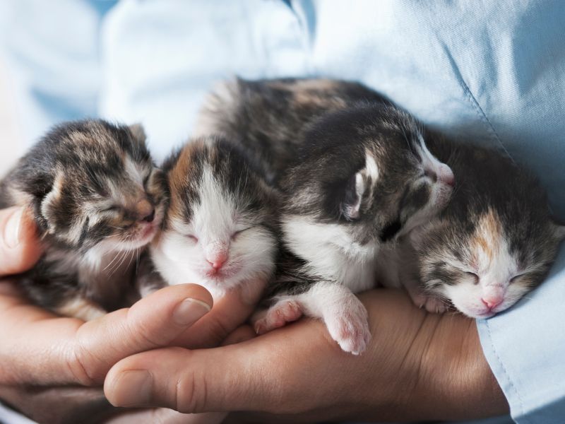 A Guide to Fostering Cats in Canberra
