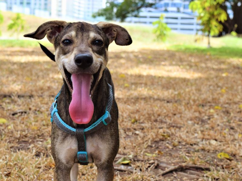 A Guide to Fostering Dogs in Adelaide