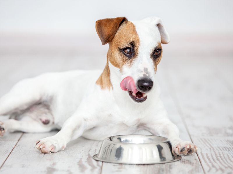 Which legumes and beans can your dog eat
