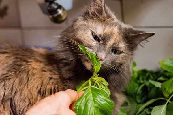 cat eating herb