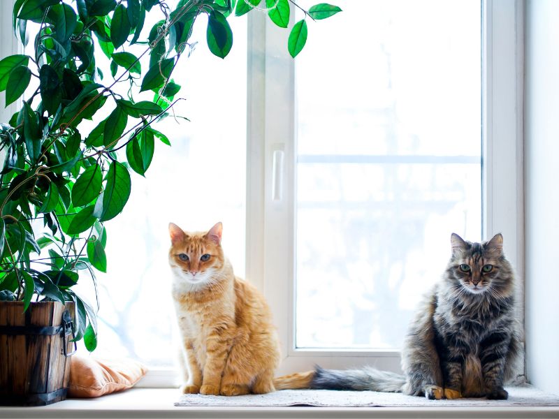 How to Cat-proof Your Indoor Plants: 15 Things You Can Do Today