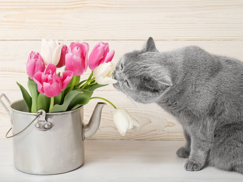 Are Tulips Toxic to Cats?