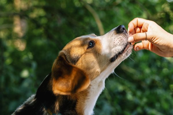 dog feeding