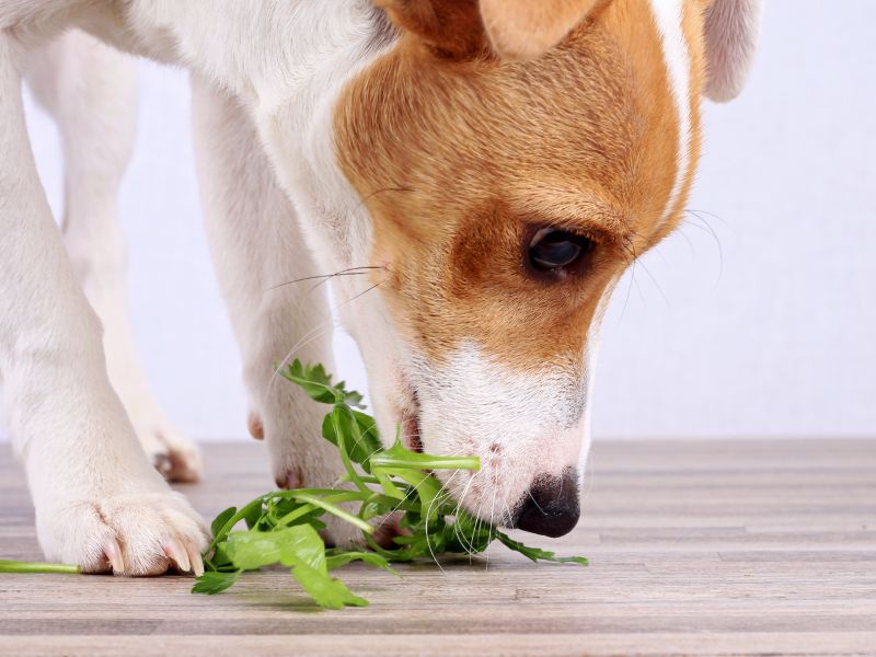 dog eating herb