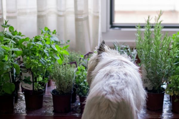 dog sniffing plants